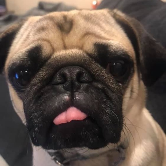 Meet your Posher, Debbie - Picture 1 of 2